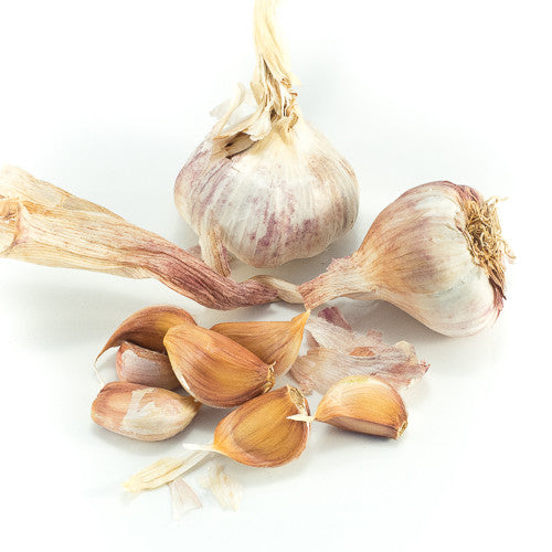 Fresh European Garlic